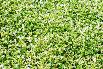 Background picture of multicolored flowers and green leaves