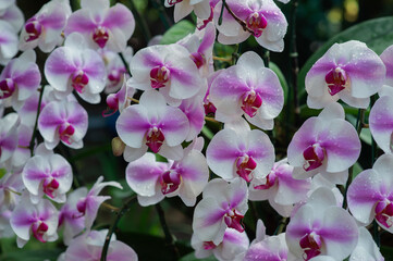 Naklejka na ściany i meble Orchids are plants with beautiful flowers and vibrant colors.
