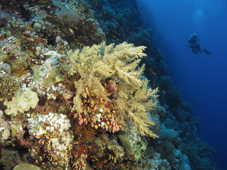 A scuba diver admiring a high diversity Red Sea coral reef
