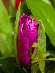 pink tulip with water drops