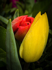 red tulip with water drops