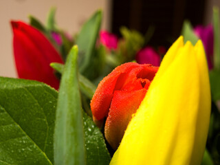 red tulip with dew drops