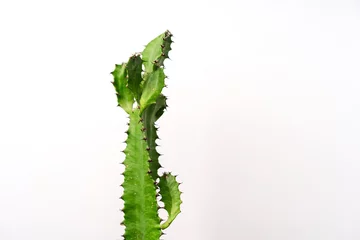 Fototapete Toilette Сactus isolated on a white background  © KseniaJoyg