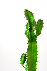 Сactus isolated on a white background