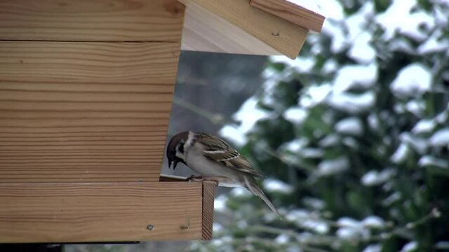 Spatzen im Winter beim Fressen am Vogelhaus