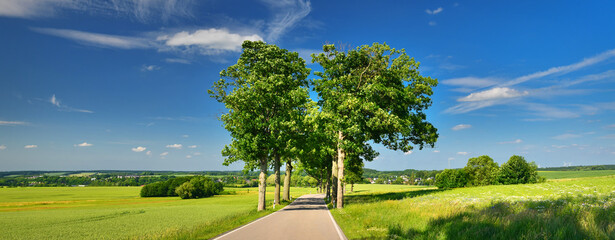 View of a road in summer countryside