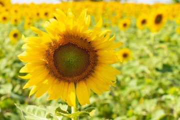 Beautiful yellow color sunflower in the agriculture farm background