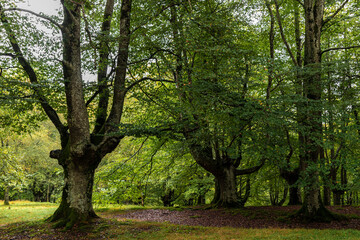 Obraz premium ancient forest in the basque country