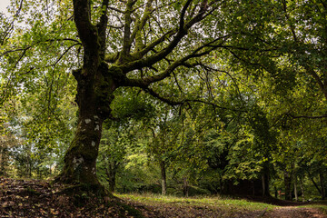 Fototapeta premium ancient forest in the basque country