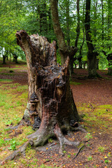 ancient forest in the basque country
