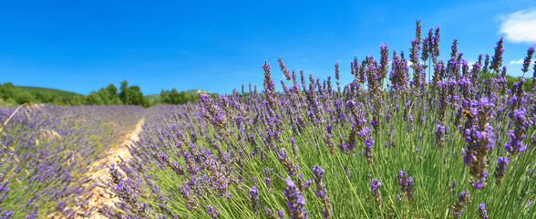 View of lavender field in summer countryside
