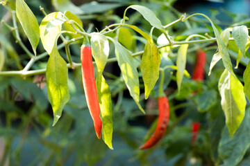 Closed up of red color chilli plant background
