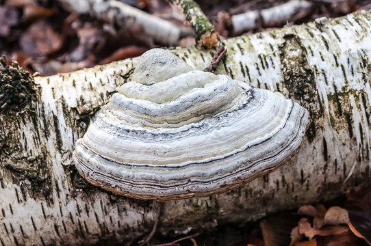 Zunderschwamm Fomes fomentarius im Herbstwald - Fomes fomentarius in autumn forest