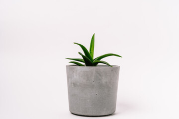 Green leaves of a plant in a concrete pot on a white background