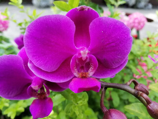 Fototapeta na wymiar Beautiful purple orchid flower