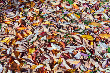 Image of fallen leaves in Autum/Fall