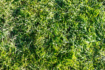 Green grass that fills the entire screen.