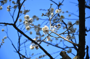 早春に咲く白い梅の花　玉牡丹（大船フラワーセンター）