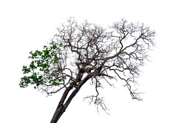 Dead branches tree isolated on white background