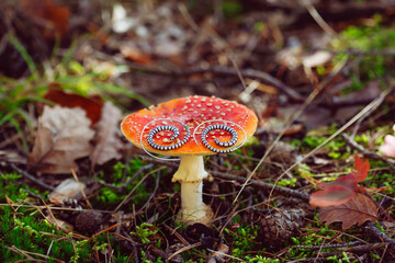 Metal spiral shape earrings on Amanita muscaria