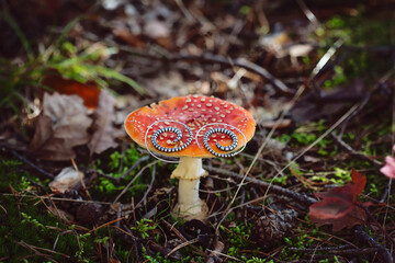 Metal spiral shape earrings on Amanita muscaria