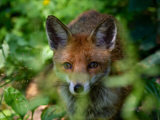 Ein Rotfuchs schaut sichernd aus seinem Versteck im Unterholz