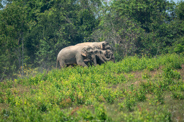 Naklejka na ściany i meble Asian elephant family walking in nature