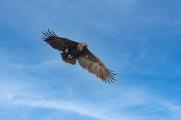 Fototapeta na wymiar Greater Spotted Eagle flying on blue sky background