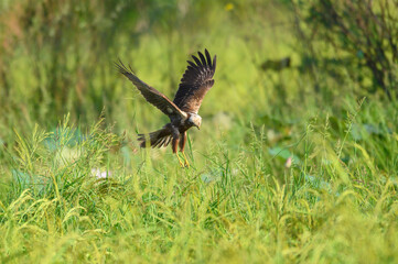 Eastern Marsh Harrier is hovering prey