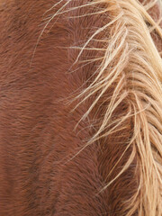 Horse Abstract