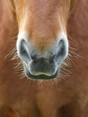 Horse Abstract