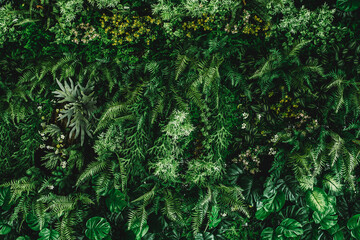 Fototapeta na wymiar abstract green leaf texture, tropical leaf foliage nature dark green background