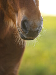 Naklejka premium Horse Abstract