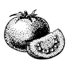 tomato sketch on a white background, vector drawing. Isolated tomato and sliced piece. Vegetable engraved style illustration. Detailed vegetarian food sketch