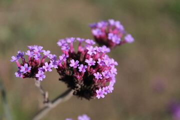 Fototapeta premium close up of lavender flowers