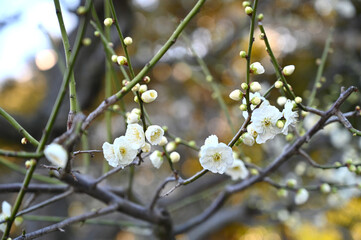 早春に咲く白い梅の花　大輪緑萼（大船フラワーセンター）