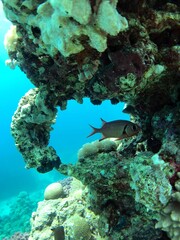 coral reef and fish