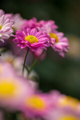 Obraz premium closeup of pink chrysanthemum flowers