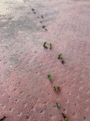 Ants carrying leaves