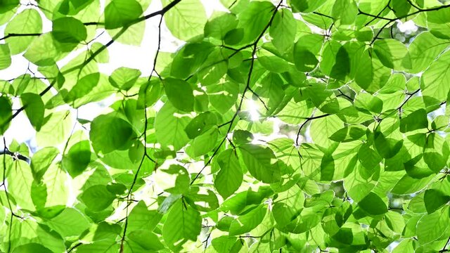sun shining through green leaves in beech forest - clean environment and freedom conceptual footage	
