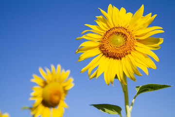 Obraz premium Sunflower against blue sky backdrop