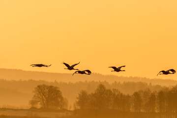 Flock of cranes in morning light