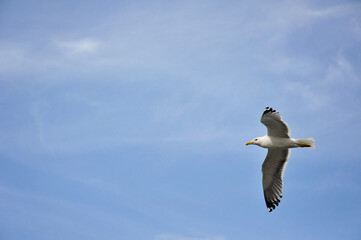 a large gull flies across the blue sky