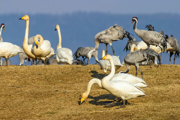 Whooper swans and Cranes on a field