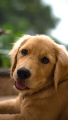 Golden Retriever puppy smiling. Pet dog. 