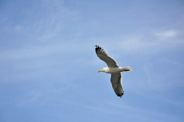 a large gull flies across the blue sky