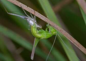 Imago of a grasshopper hatching from its old skin