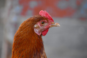 Close up head and neck of a hen, Chicken Head Close-Up