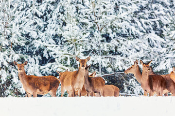 Winter wildlife landscape with young noble deers group against winter forest.