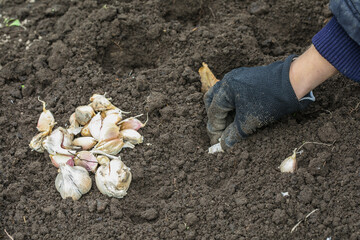 hand planting garlic in spring in fresh earth